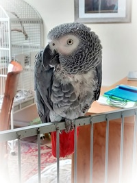 parrot
